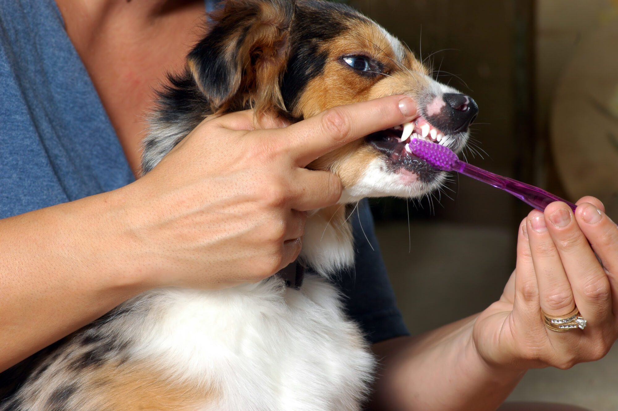 <strong>4 Steps to Provide Proper Dental Care for Your Pets</strong>