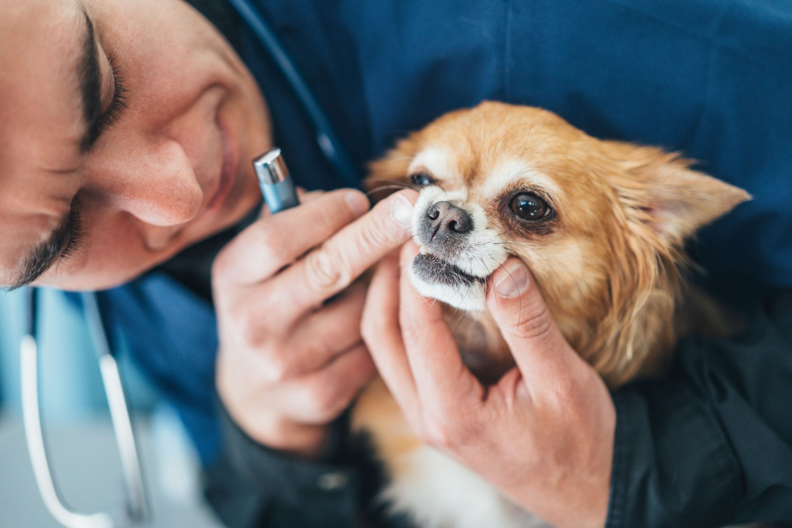 Indigo 2025 pet toothbrush