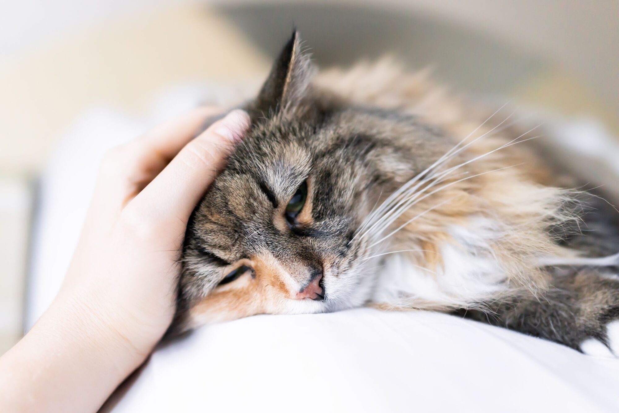 Recognizing and Managing Chronic Pain in Pets