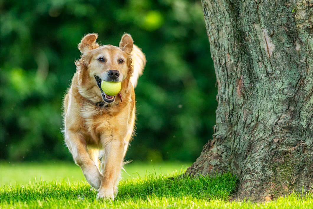 The Art of Pet Enrichment: Keeping Your Furry Friend Mentally Stimulated