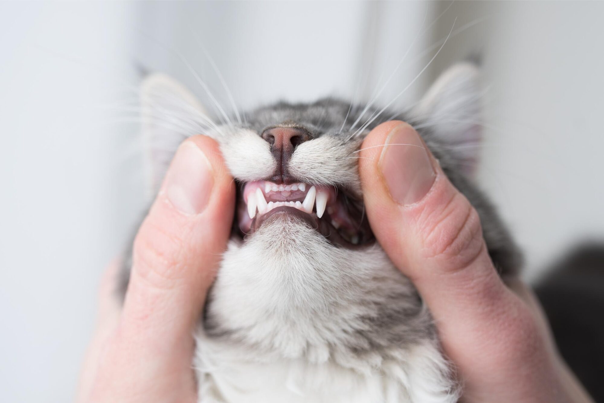 National Pet Dental Health Month: The Importance of Oral Care