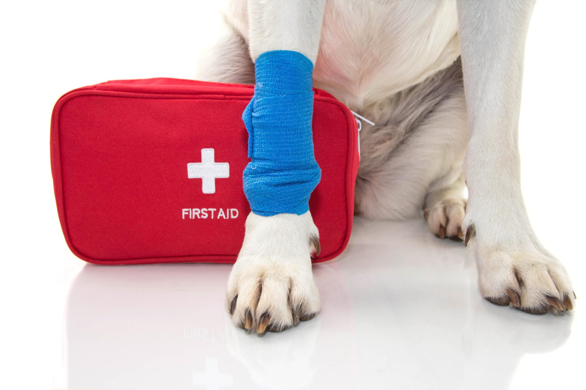 Essential Pet First-Aid Tips and Techniques