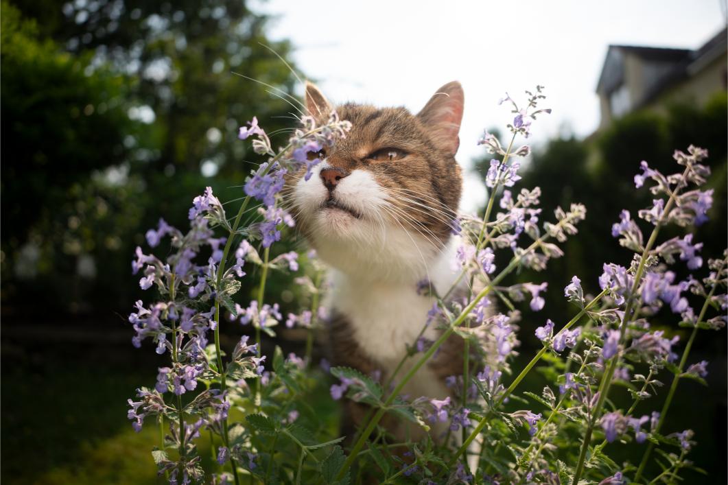 Unlocking the Mystery of Catnip: Exploring Its Fascinating Effects on Feline Friends