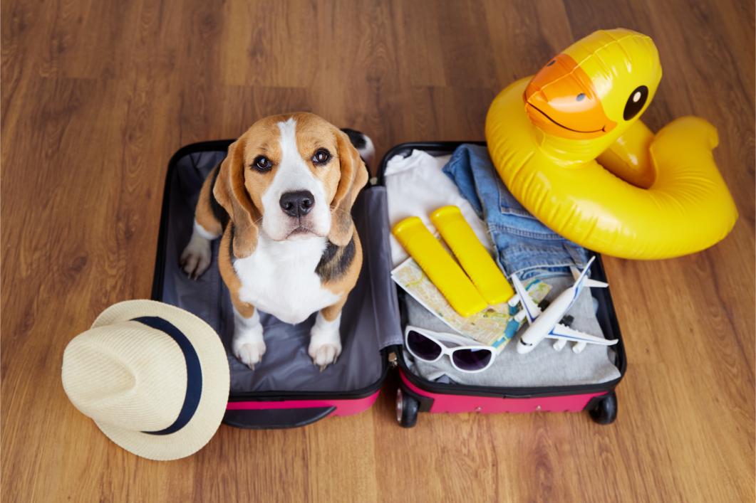 Summer Travel Trips: Ensuring a Safe and Stress-Free Trip With Your Pet