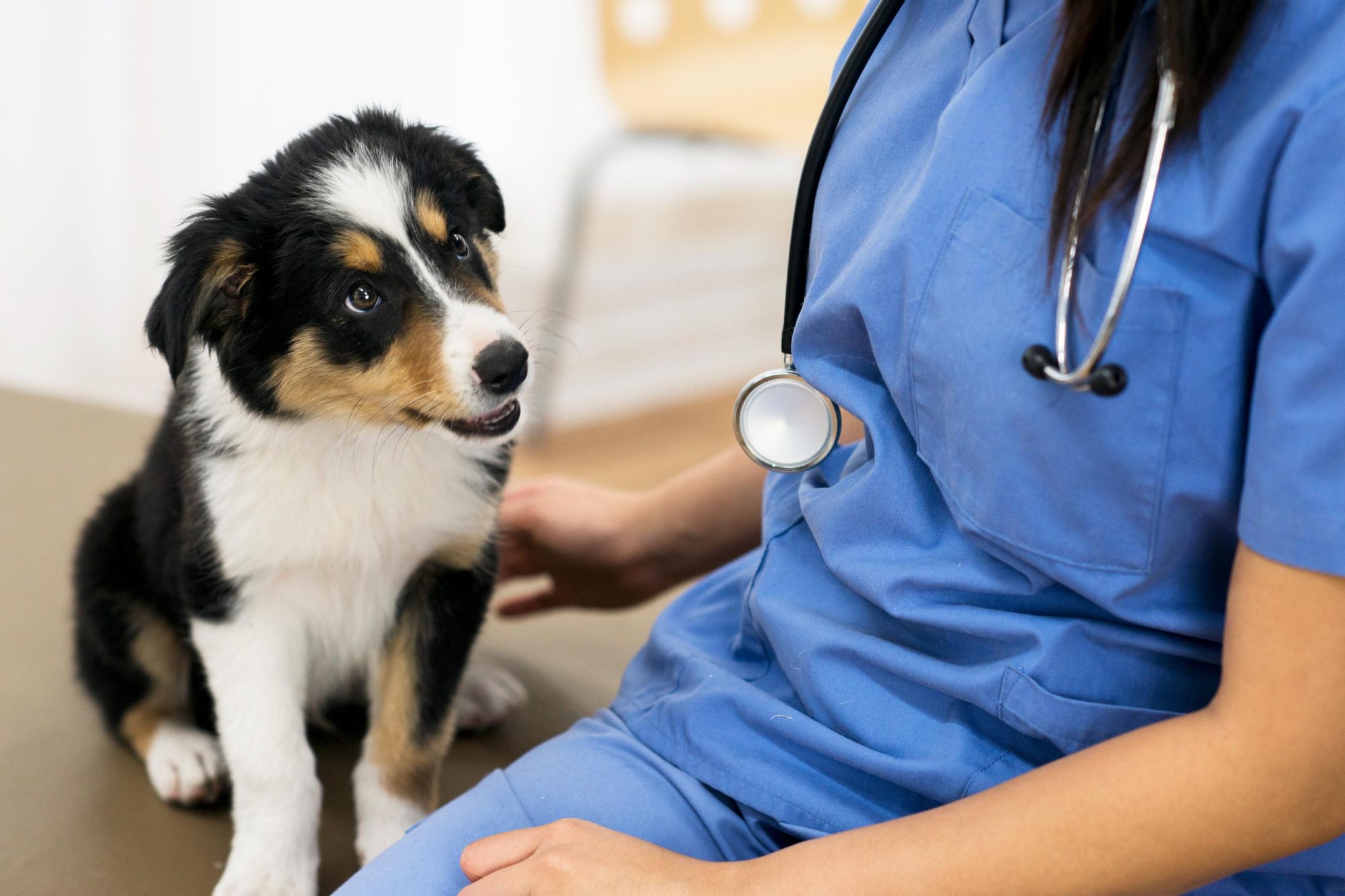 The Importance of Wellness Checks For Canines