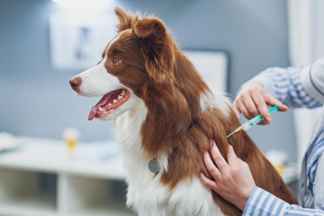 border collie getting a vaccination shot.