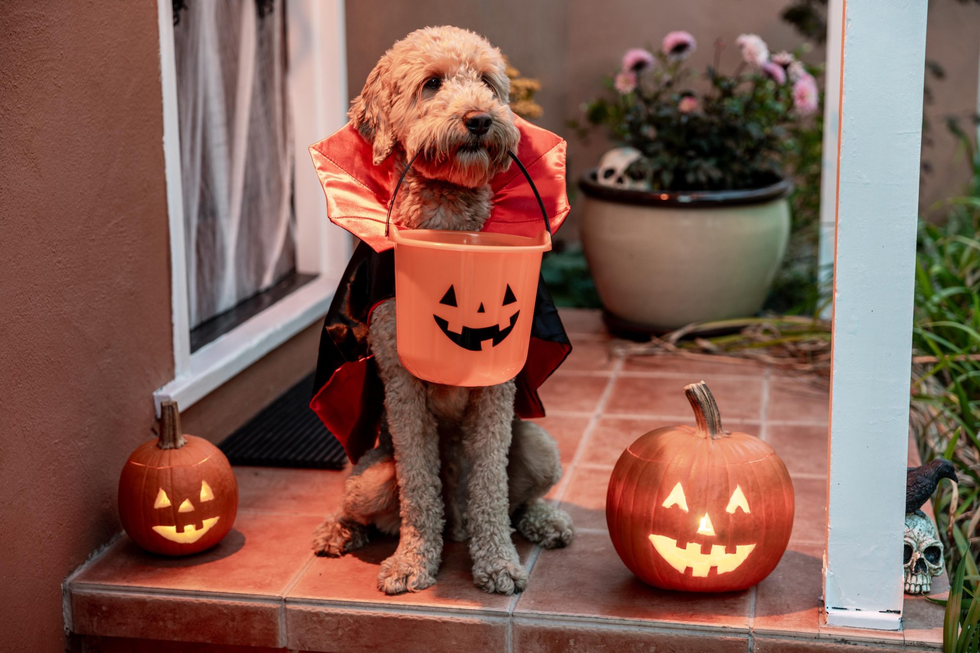 Preparing Pets For Halloween