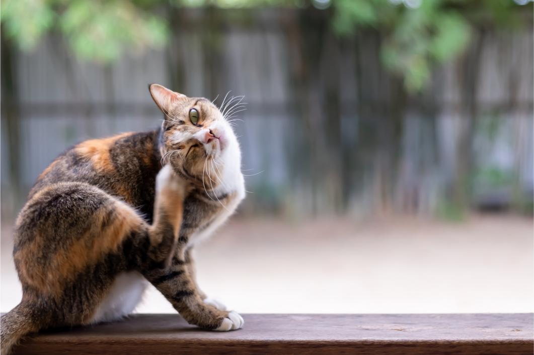 Cat scratching its head.