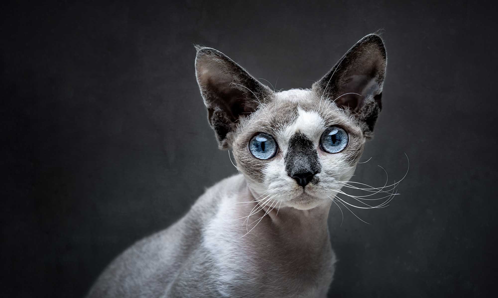 A blue-eyed cat on a grey backdrop