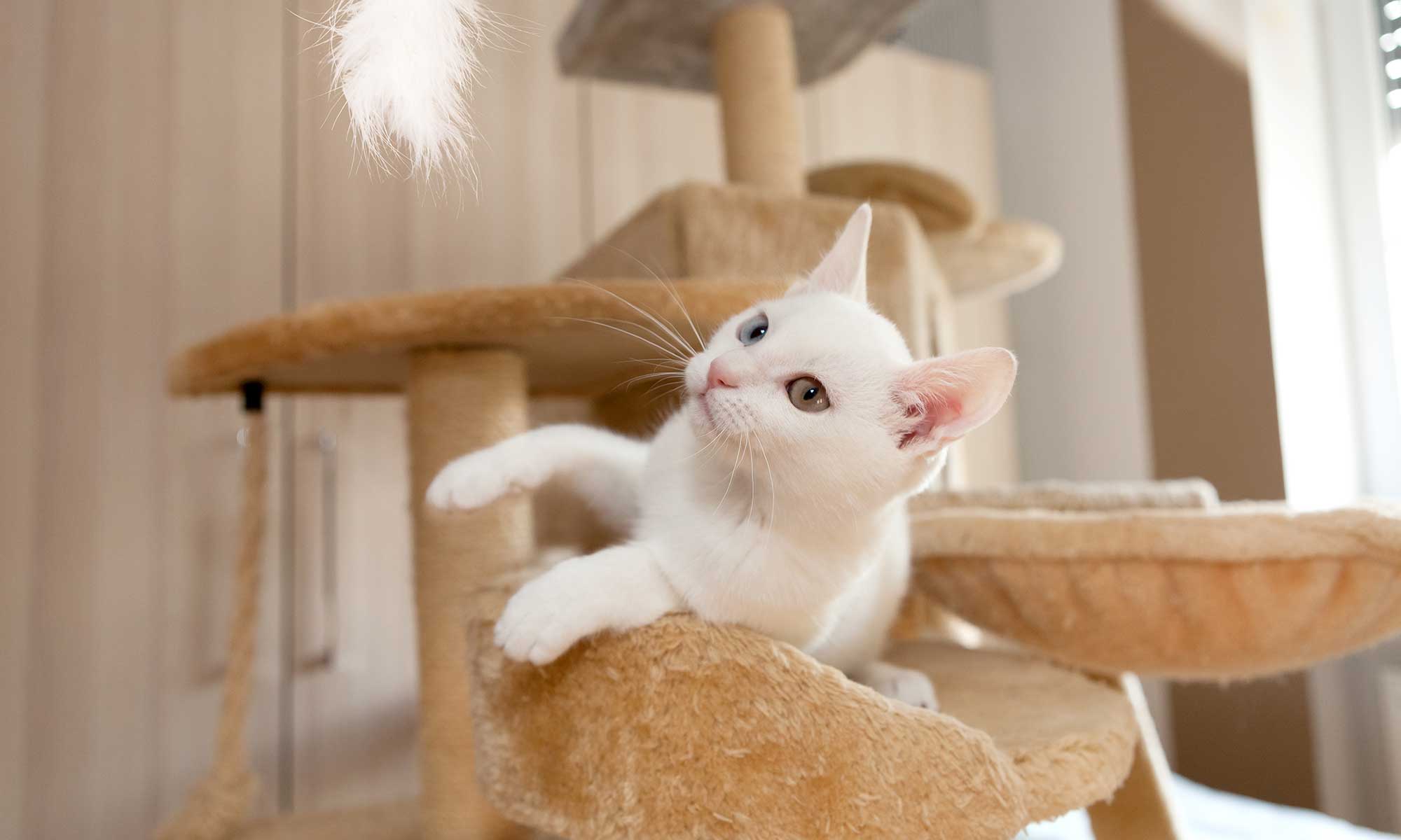 A cat in a cat tree