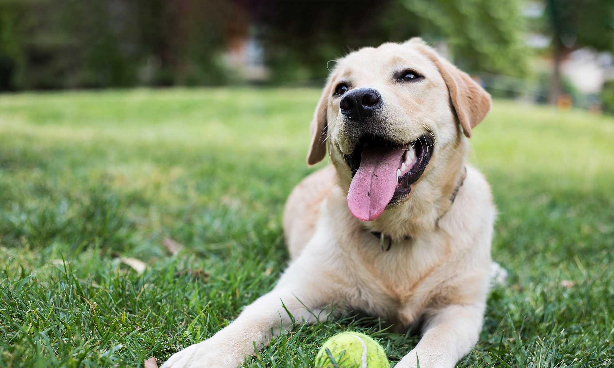 A yellow lab on the grass