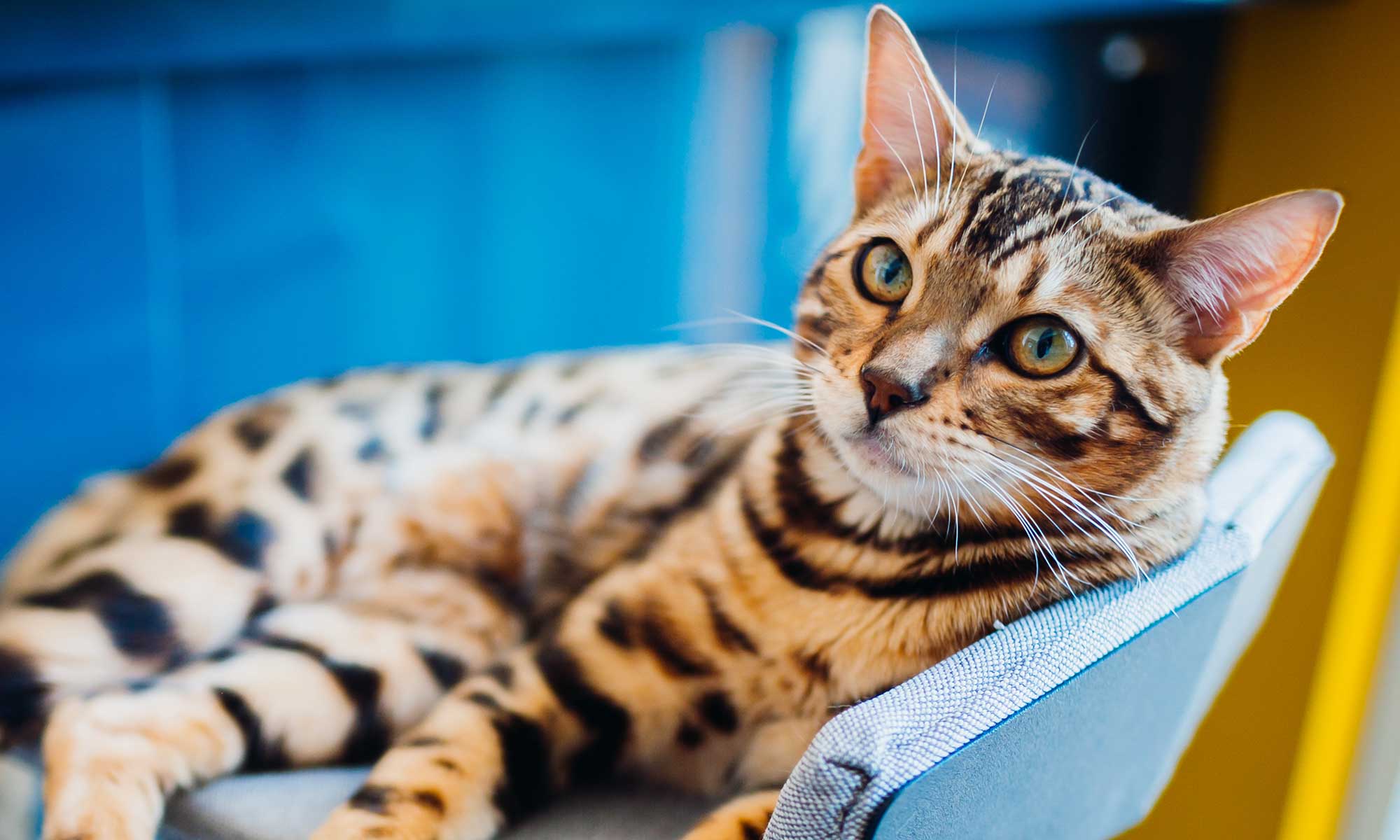 A striped cat laying on a chair