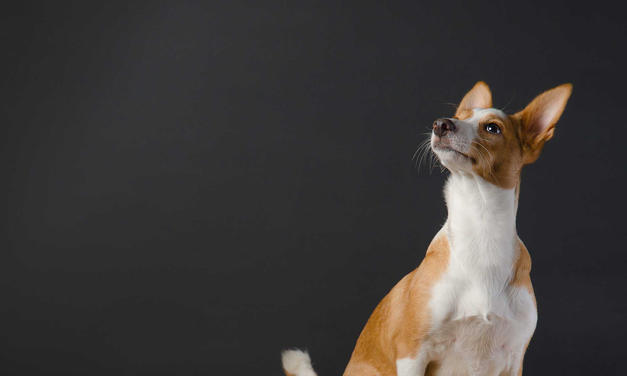 A tan and white dog on a grey backdrop